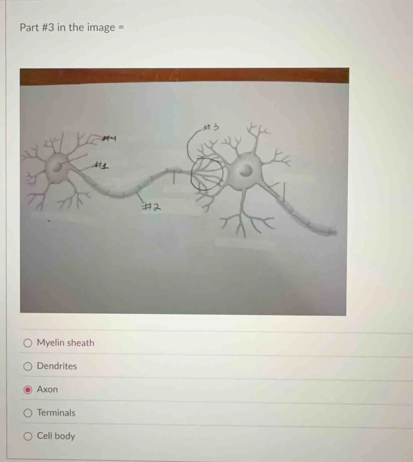 part #3 in the image = myelin sheath dendrites axon terminals cell body