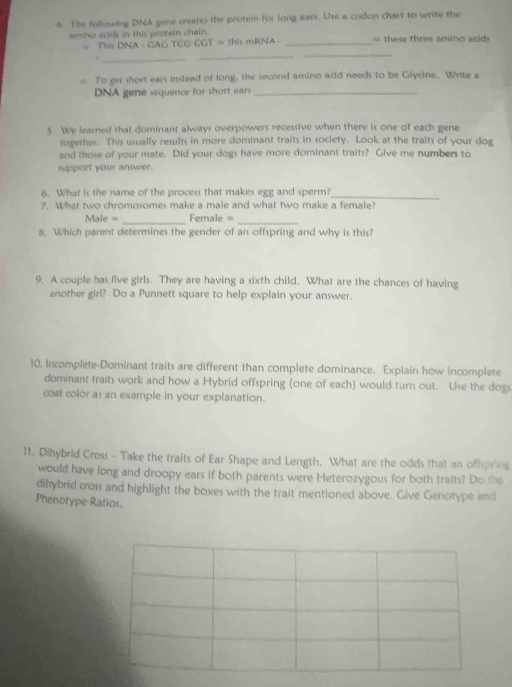 4. the following dna gene creates the protein for long ears. use a codo…