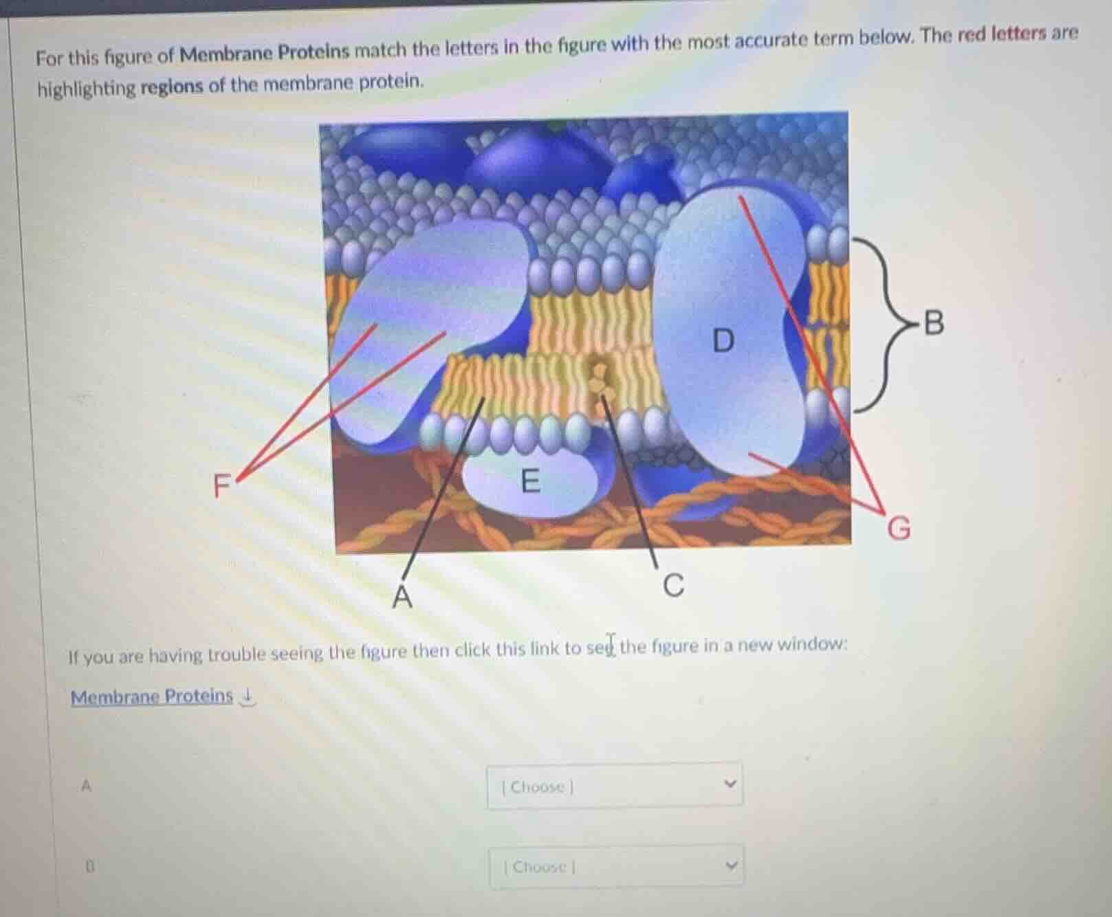 for this figure of membrane proteins match the letters in the figure wi…