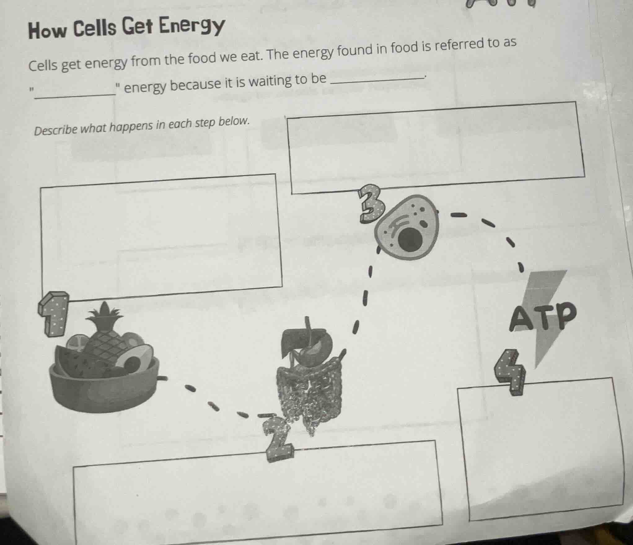 how cells get energy cells get energy from the food we eat. the energy …