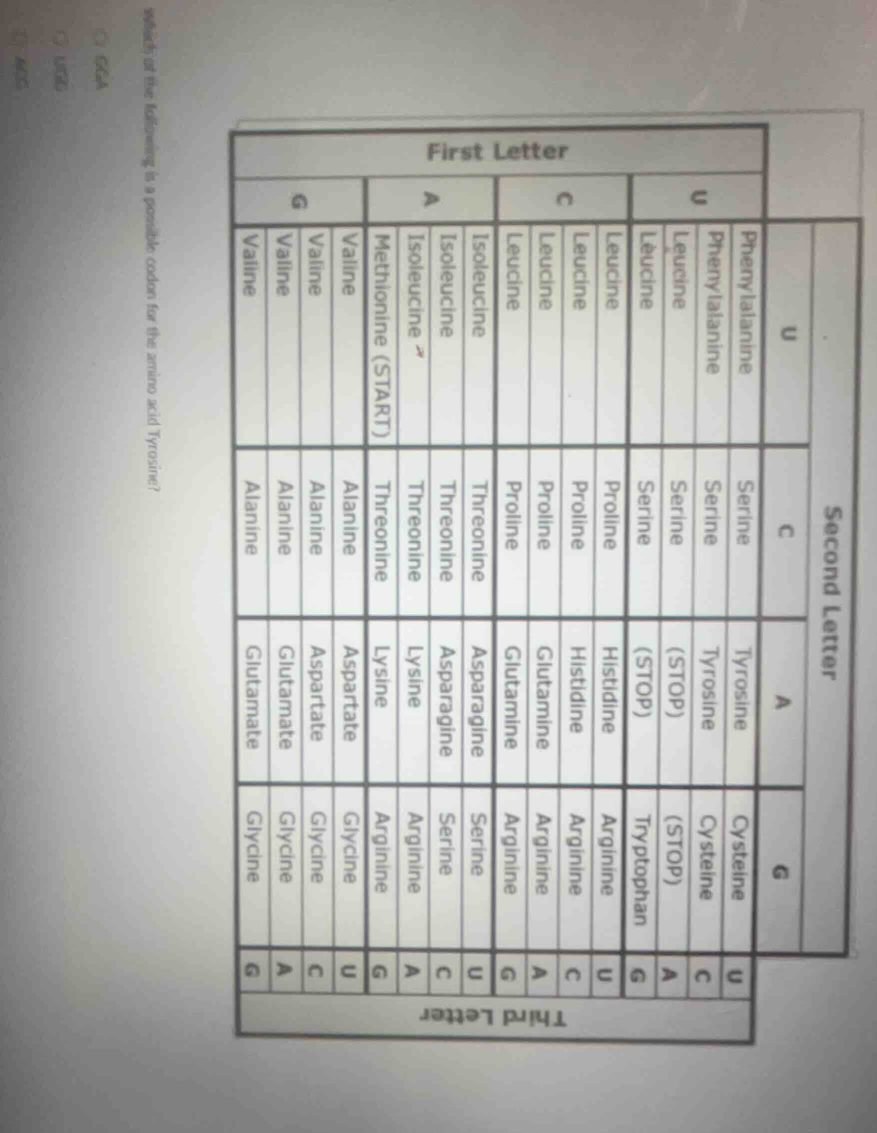 which of the following is a possible codon for the amino acid tyrosine?…
