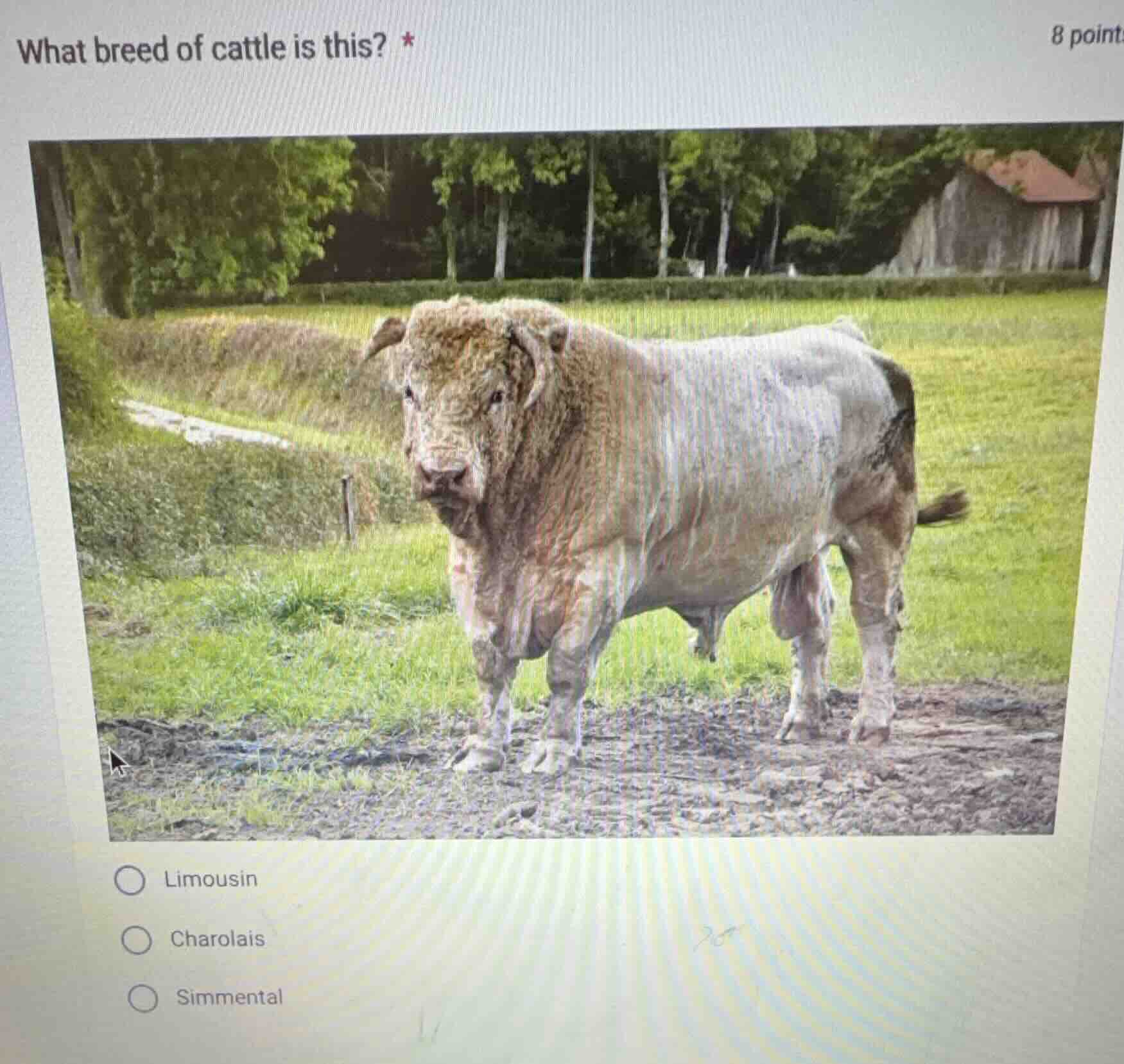 what breed of cattle is this? * 8 point limousin charolais simmental