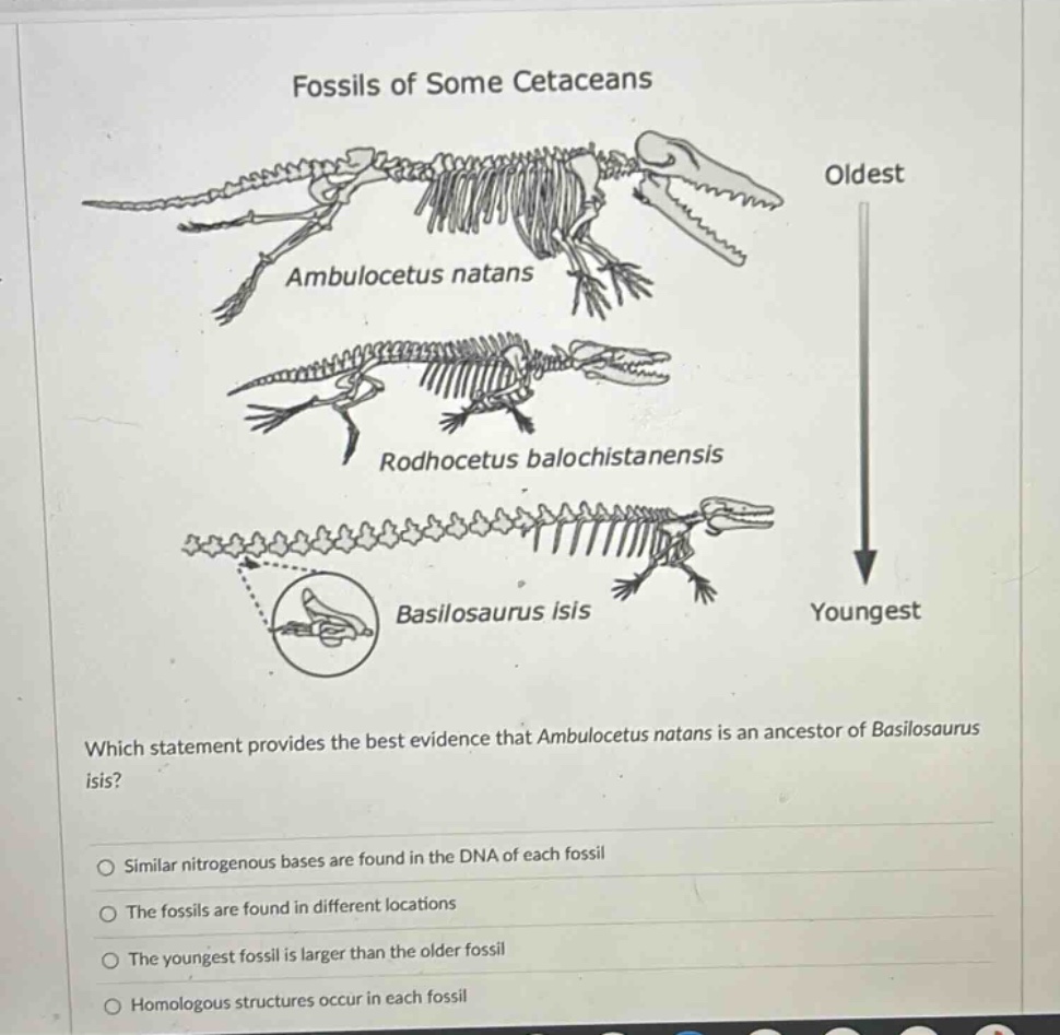 fossils of some cetaceans oldest ambulocetus natans rodhocetus balochis…