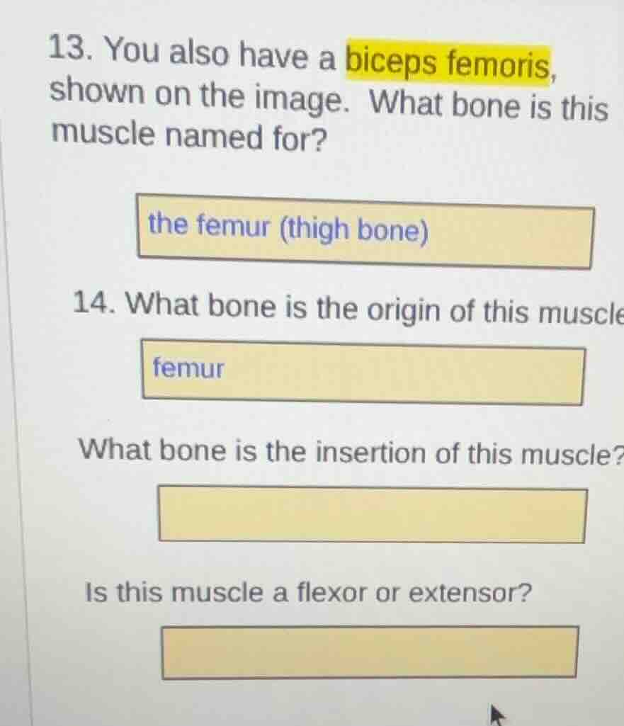 13. you also have a biceps femoris, shown on the image. what bone is th…