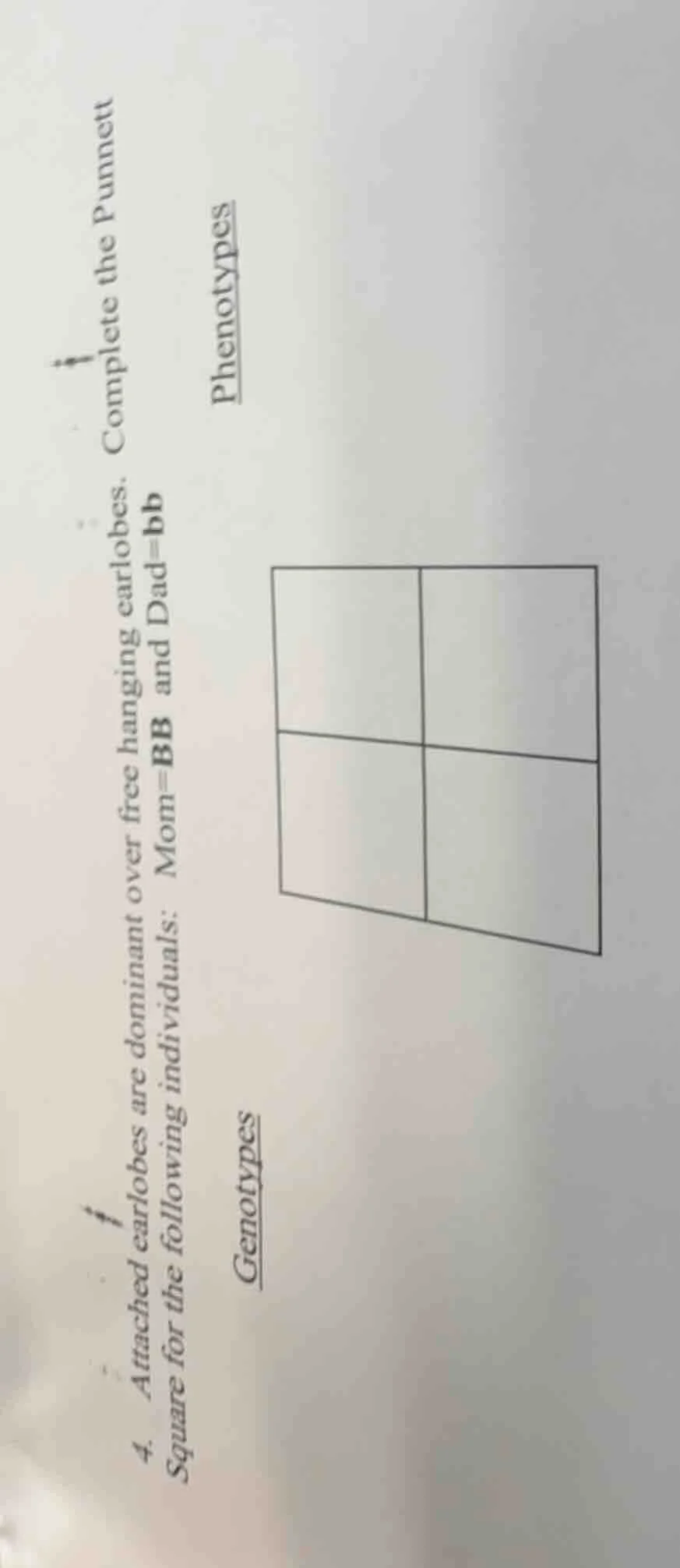4. attached earlobes are dominant over free hanging earlobes. complete …