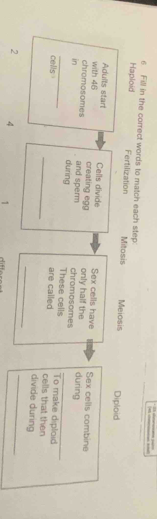 6 fill in the correct words to match each step:haploidfertilizationmito…