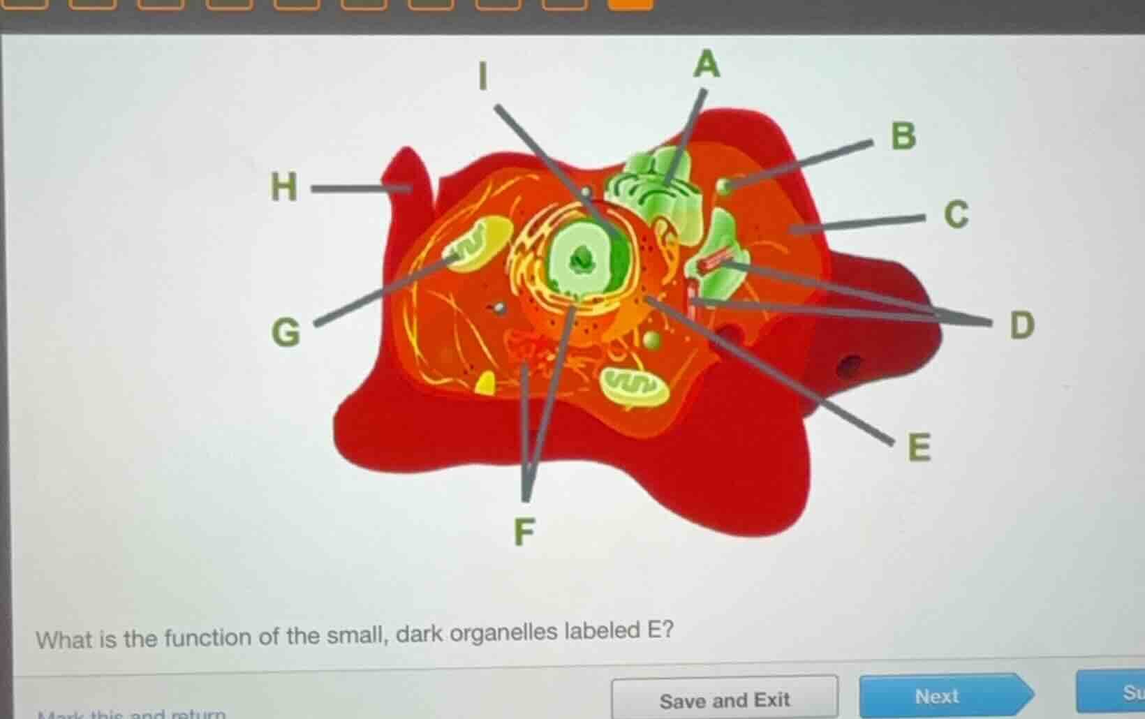 what is the function of the small, dark organelles labeled e?