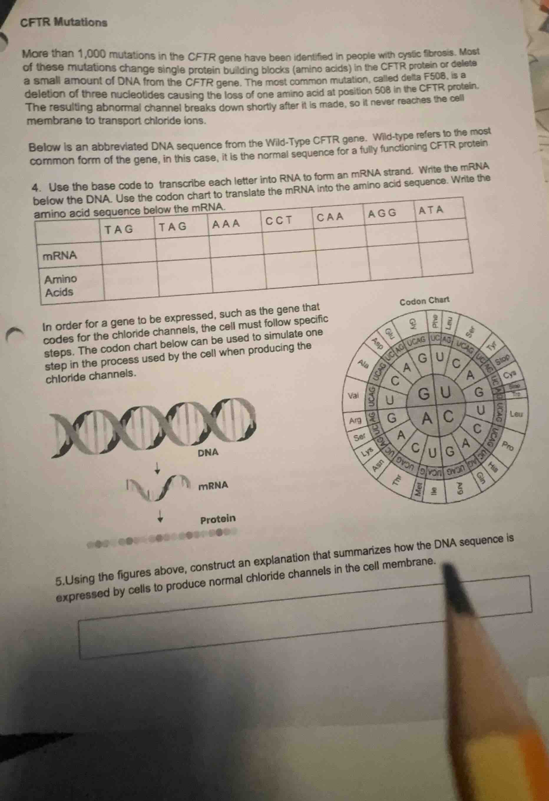 cftr mutations more than 1,000 mutations in the cftr gene have been ide…