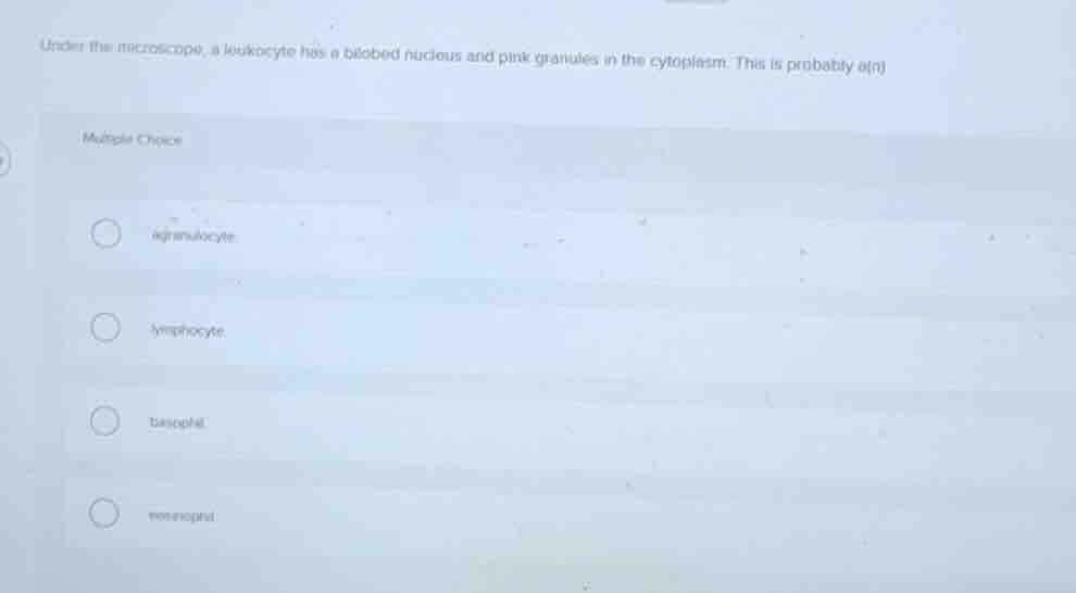 under the microscope, a leukocyte has a bilobed nucleus and pink granul…