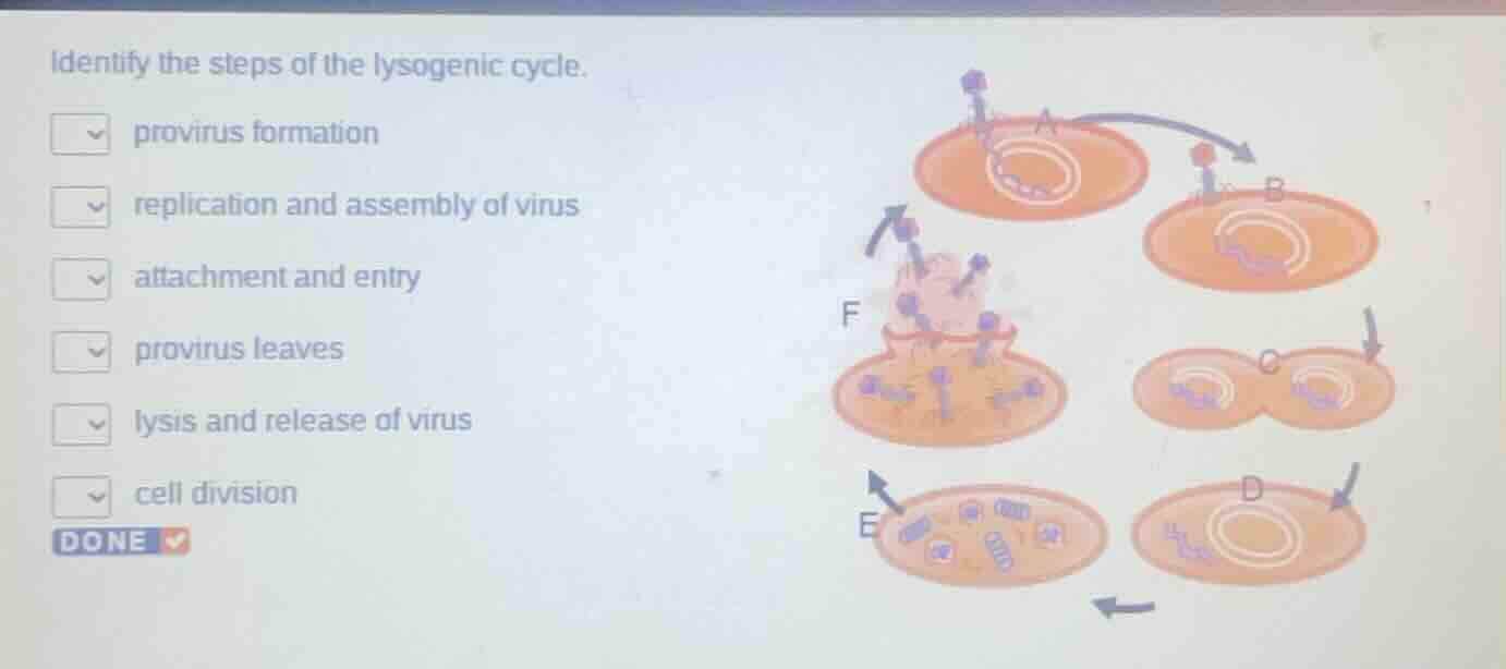 identify the steps of the lysogenic cycle.☑ provirus formation☑ replica…