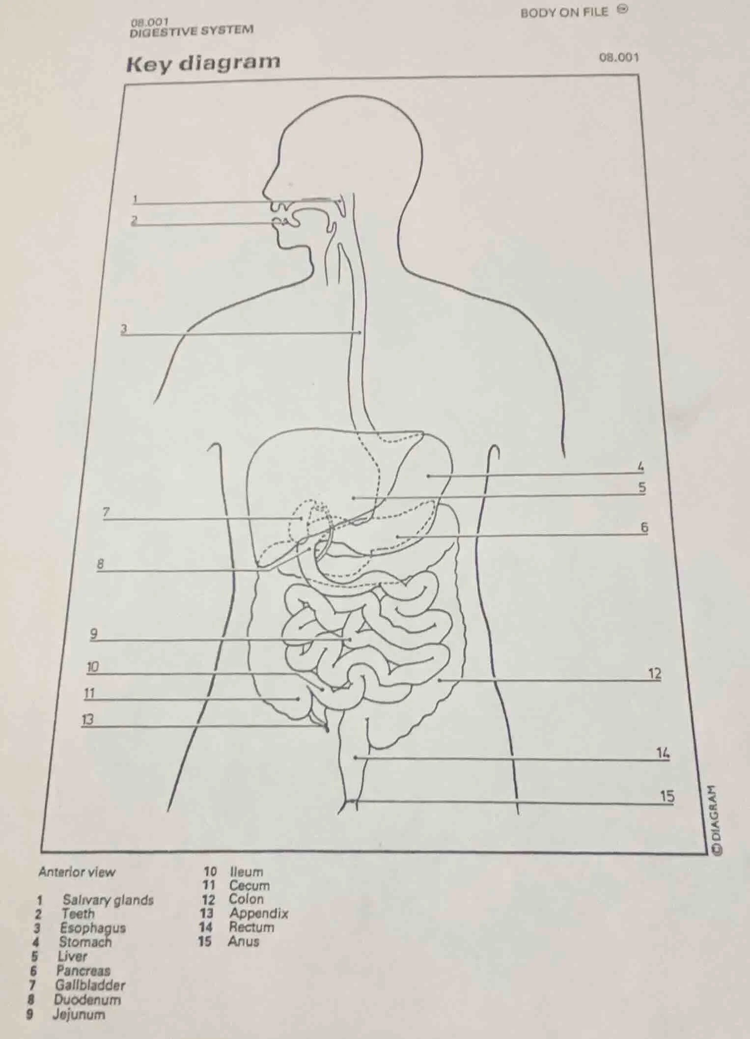 08.001 digestive system body on file key diagram 08.001 anterior view 1…