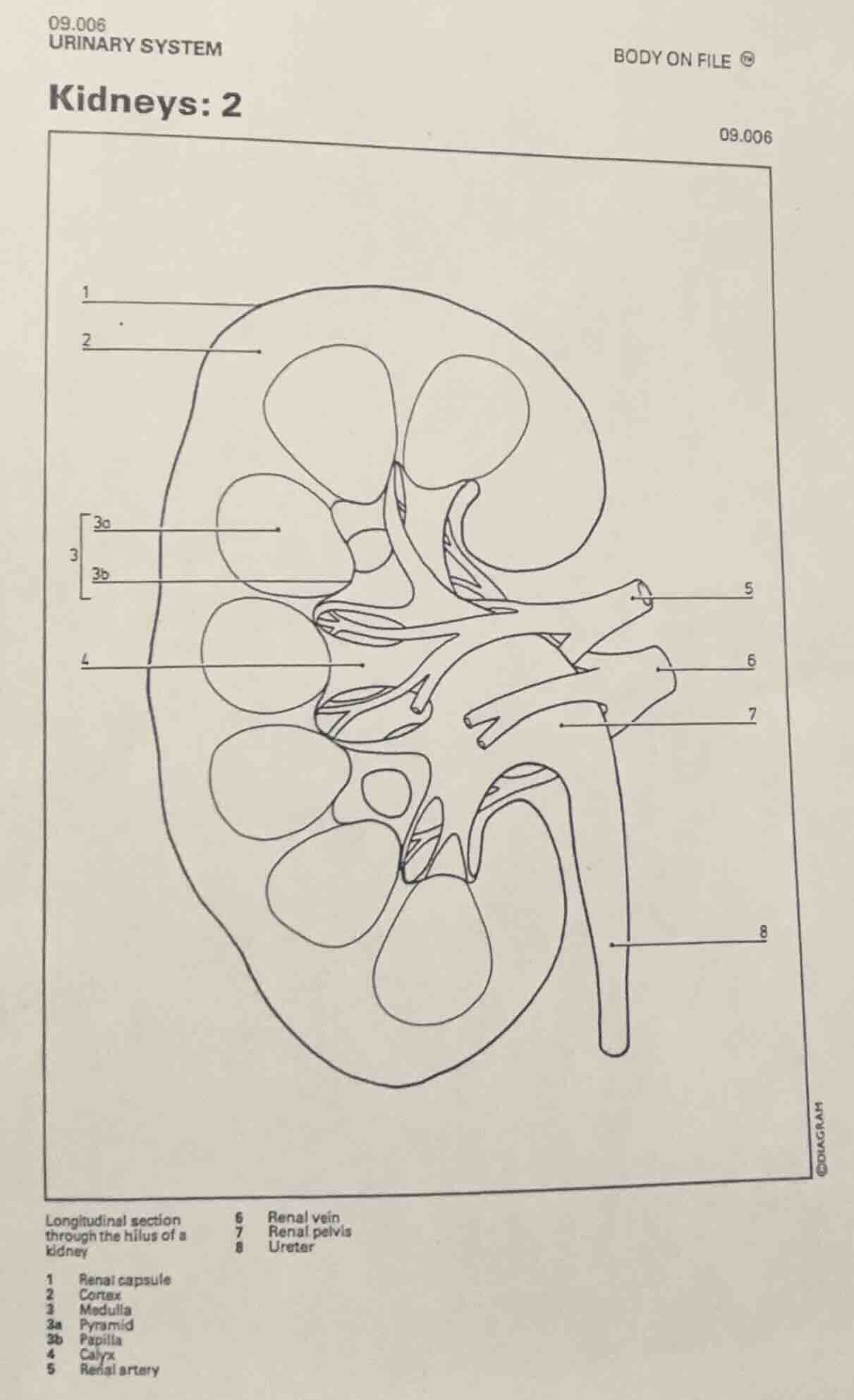 09.006 urinary system body on file kidneys: 2 09.006 longitudinal secti…