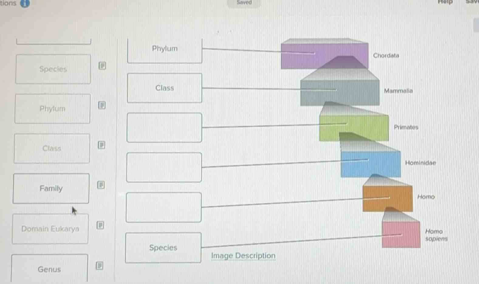 drag and drop the taxonomic ranks from the left column to the correct b…
