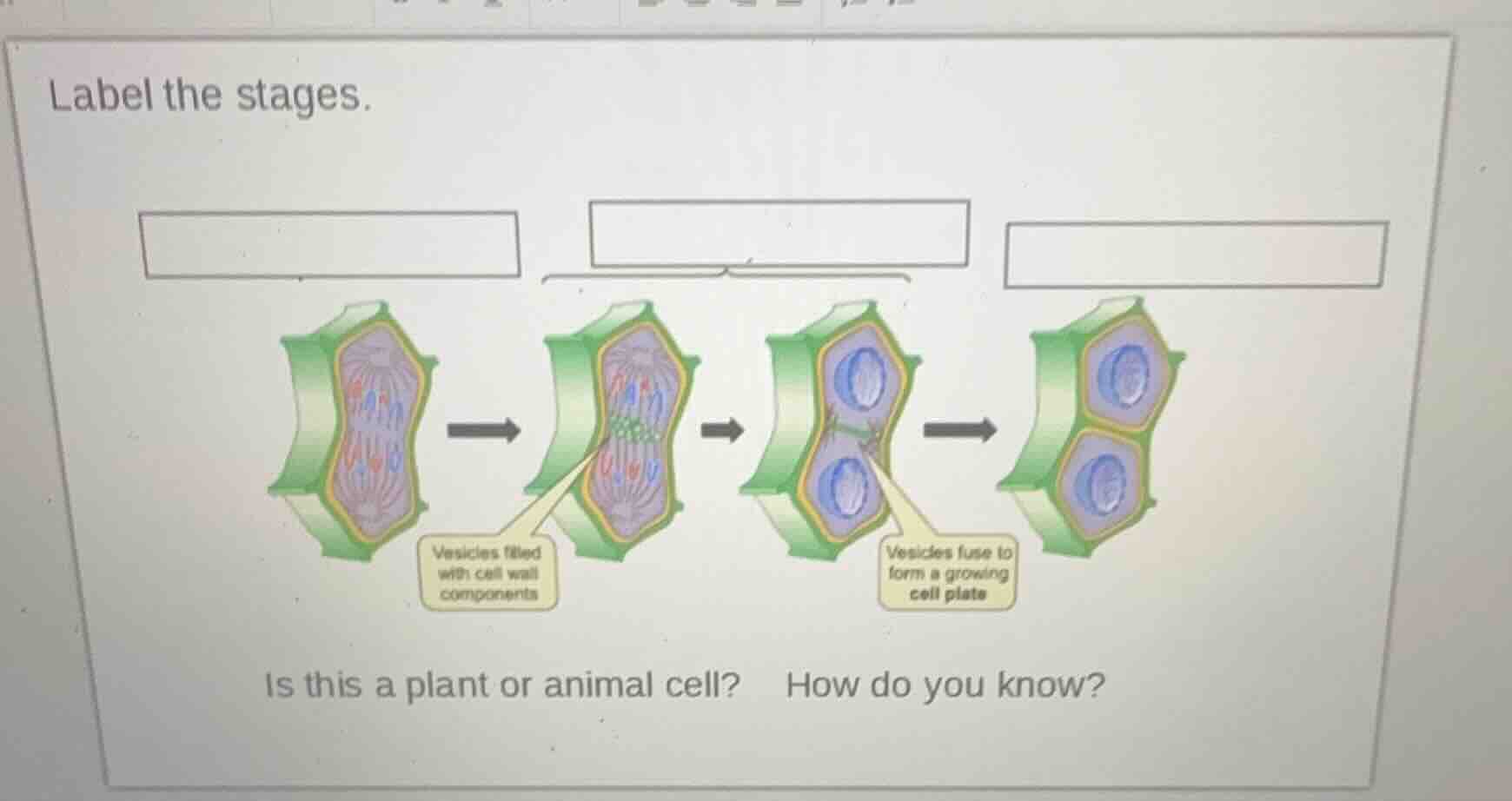 label the stages.vesicles filled with cell wall componentsvesicles fuse…