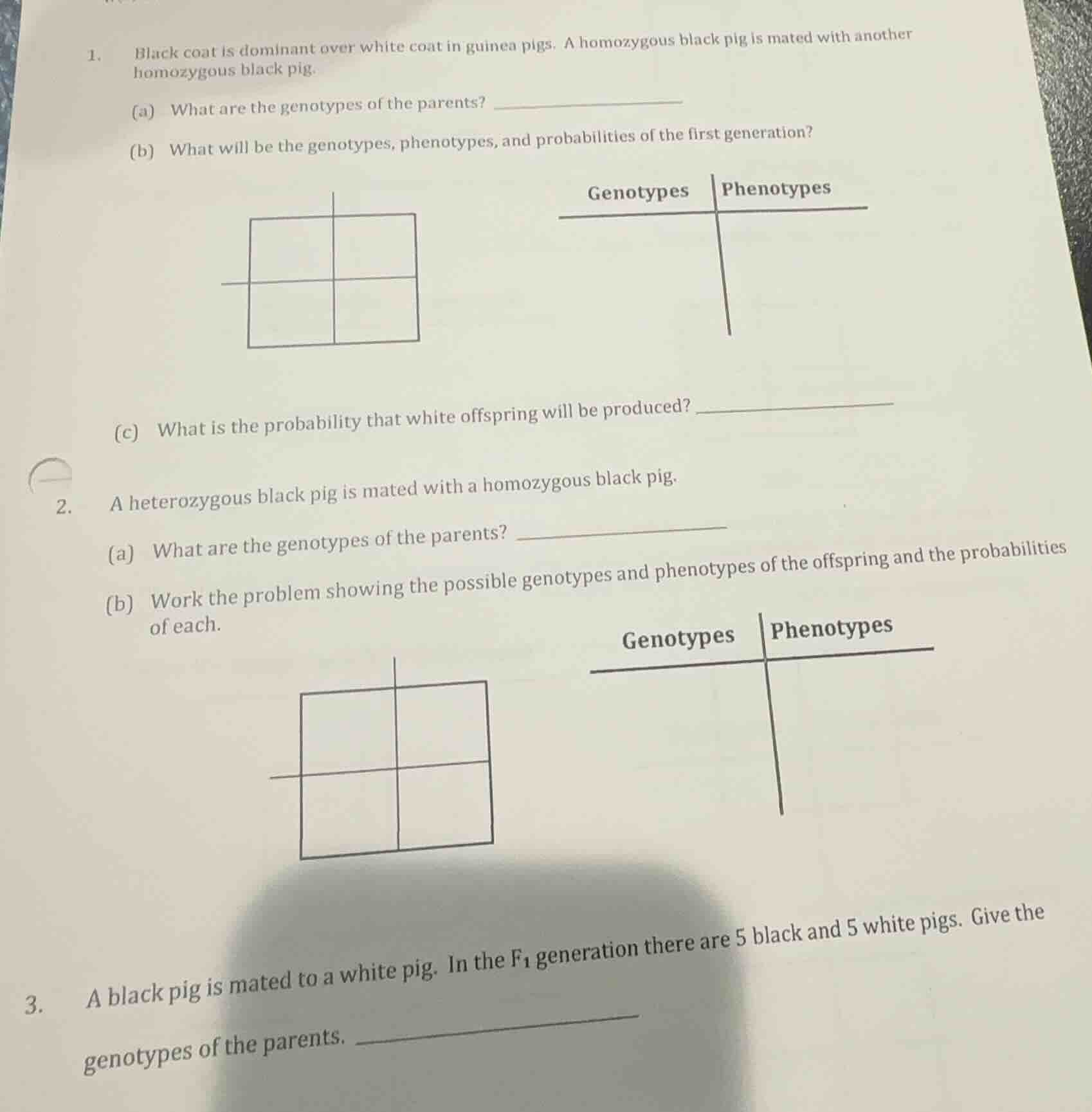 1. black coat is dominant over white coat in guinea pigs. a homozygous …