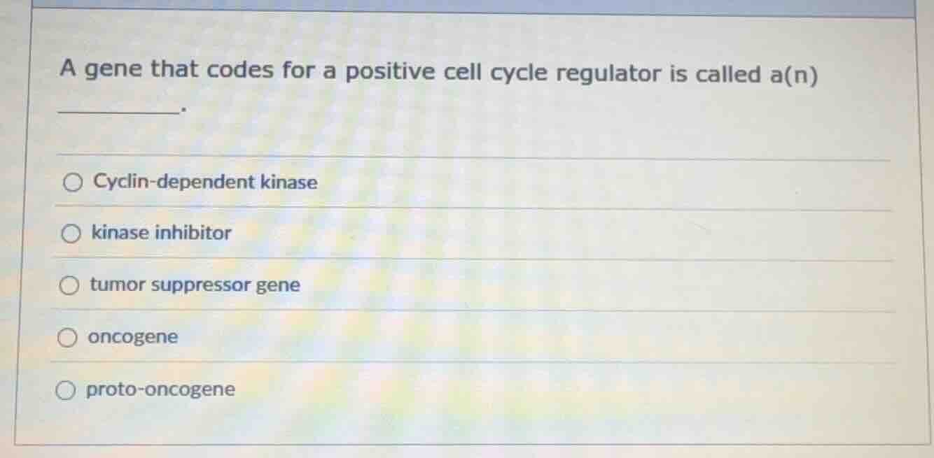 a gene that codes for a positive cell cycle regulator is called a(n) __…