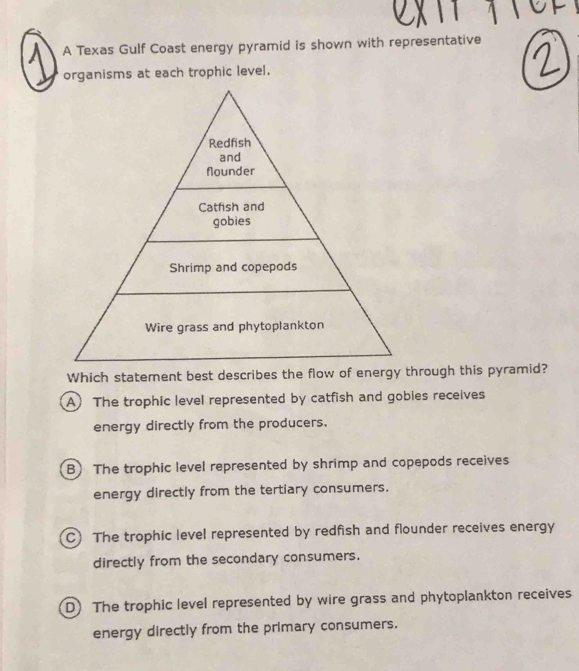1 a texas gulf coast energy pyramid is shown with representative organi…