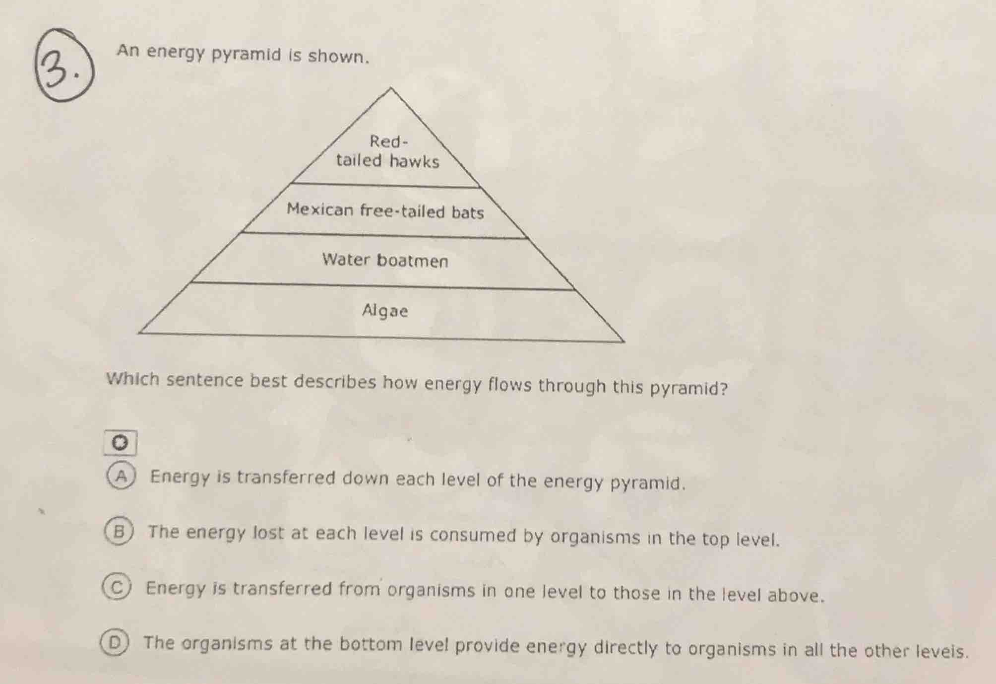3. an energy pyramid is shown. which sentence best describes how energy…
