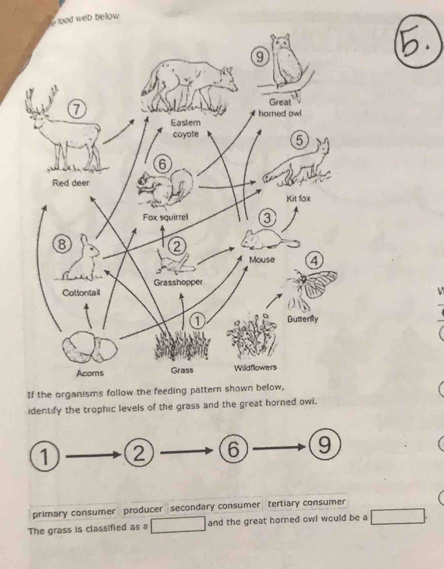 the food web below 5. if the organisms follow the feeding pattern shown…