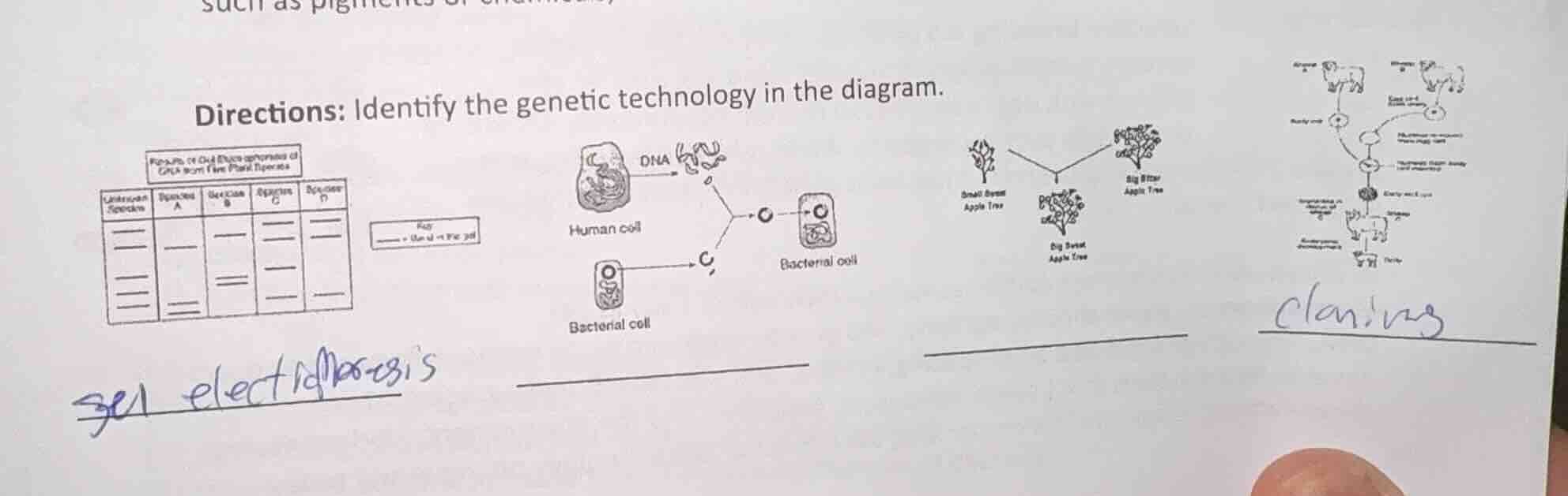 directions: identify the genetic technology in the diagram.