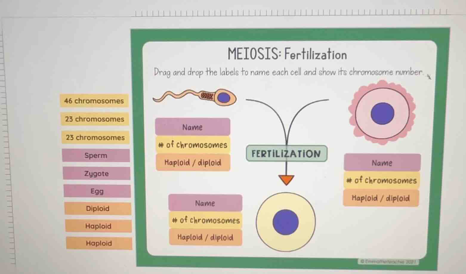 meiosis: fertilization drag and drop the labels to name each cell and s…