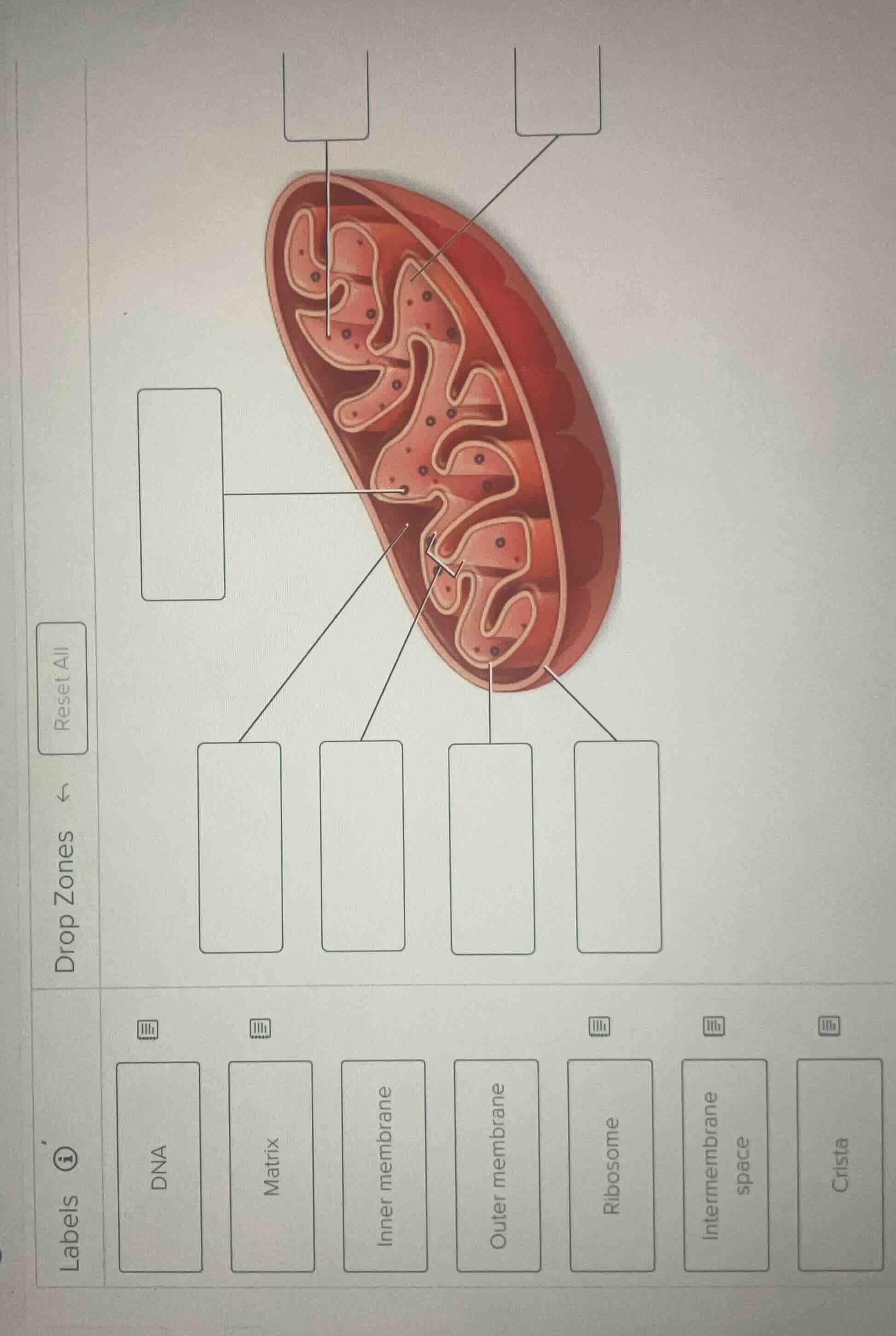 reset all drop zones labels dna matrix inner membrane outer membrane ri…