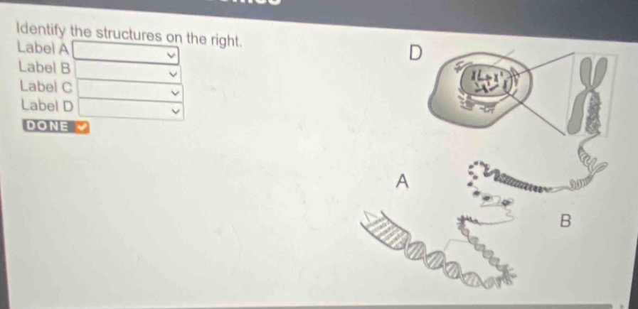 identify the structures on the right. label a label b label c label d d…
