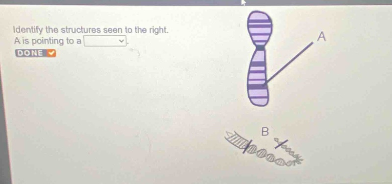 identify the structures seen to the right. a is pointing to a □. done