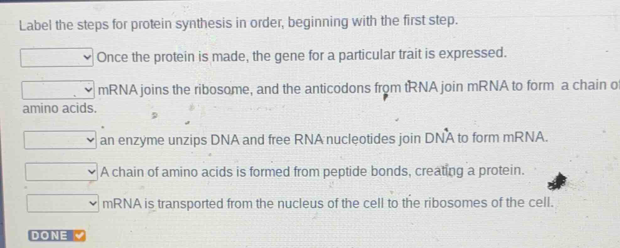 label the steps for protein synthesis in order, beginning with the firs…