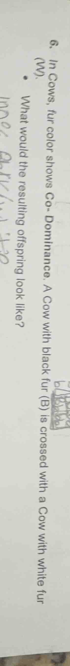 6. in cows, fur color shows co-dominance. a cow with black fur (b) is c…