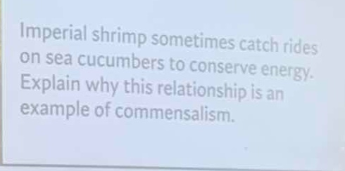 imperial shrimp sometimes catch rides on sea cucumbers to conserve ener…