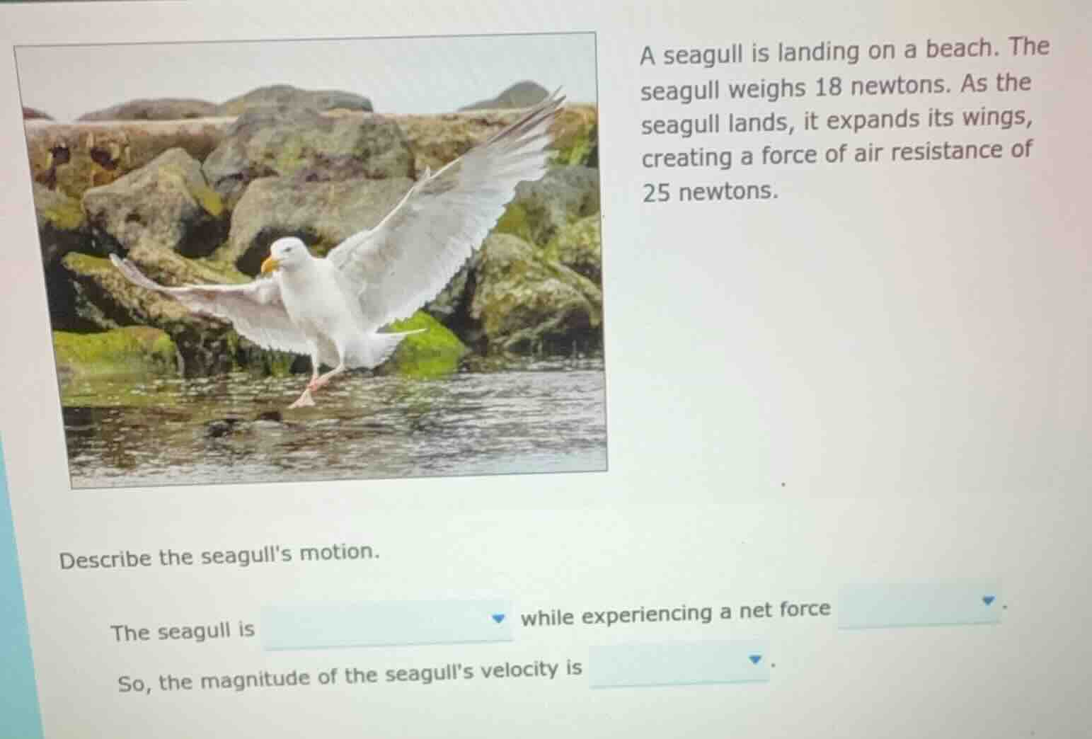 a seagull is landing on a beach. the seagull weighs 18 newtons. as the …