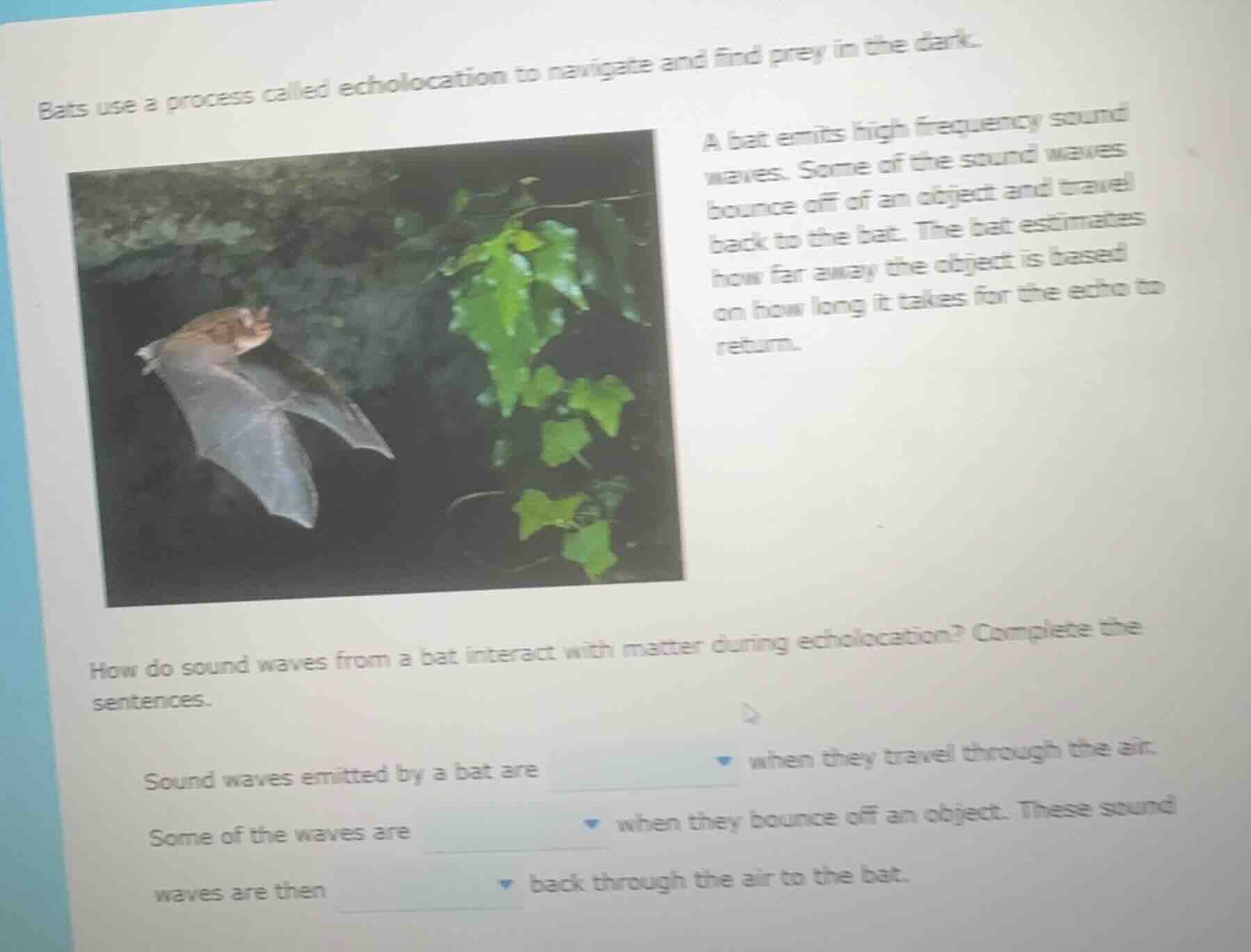 bats use a process called echolocation to navigate and find prey in the…