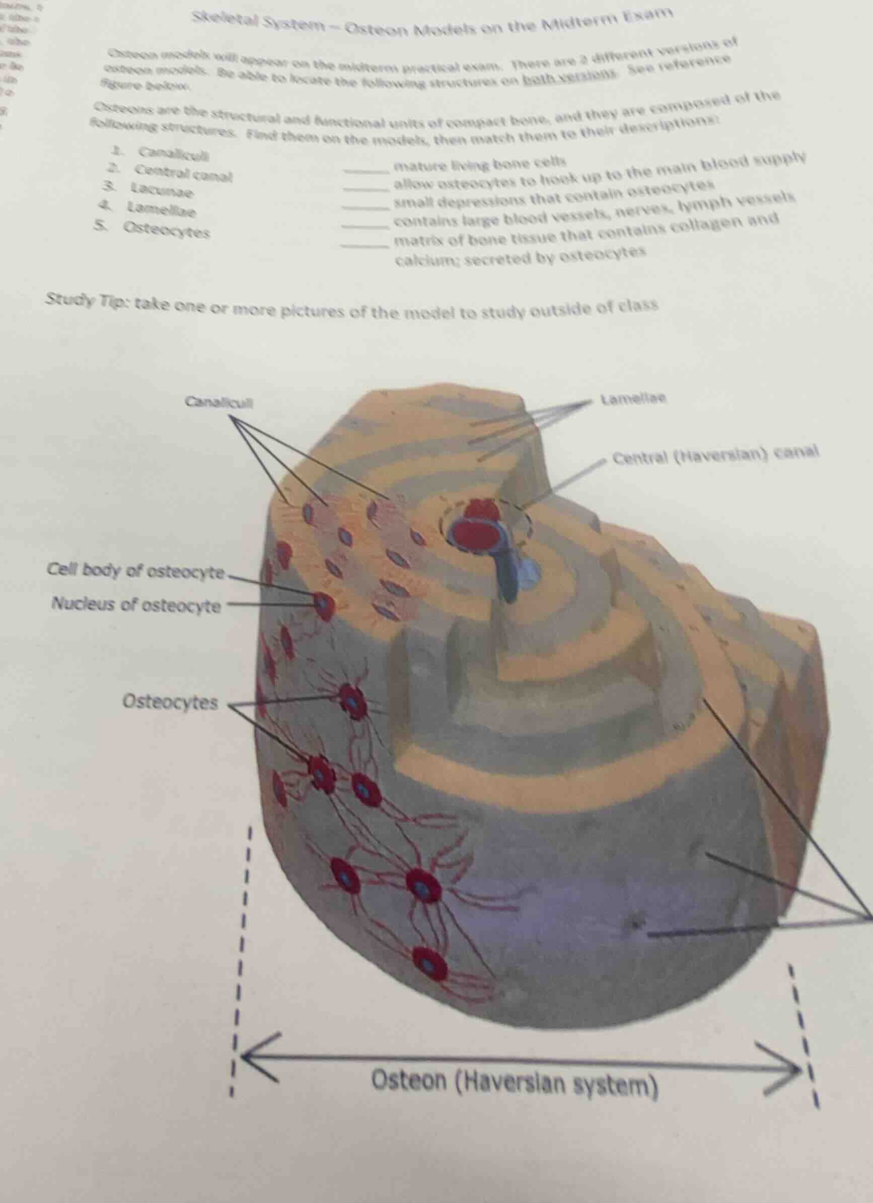skeletal system - osteon models on the midterm examosteon models will a…
