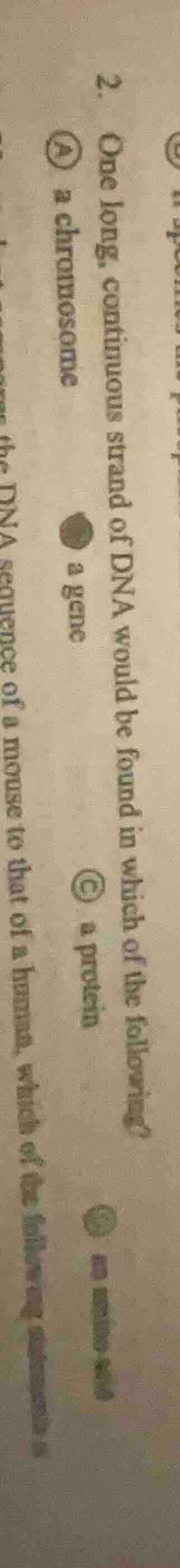 2. one long, continuous strand of dna would be found in which of the fo…