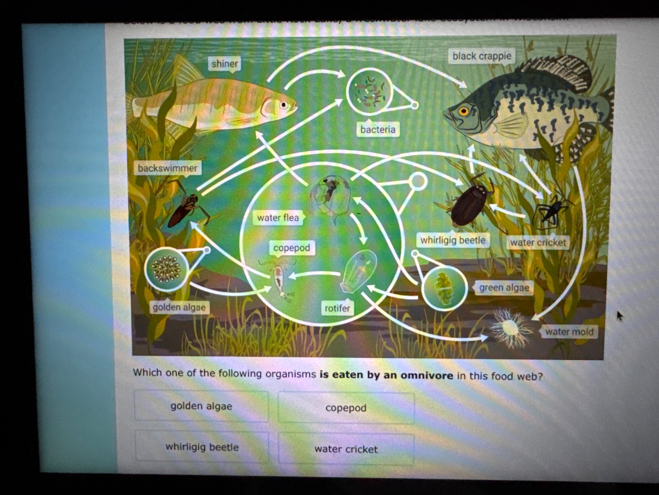 which one of the following organisms is eaten by an omnivore in this fo…
