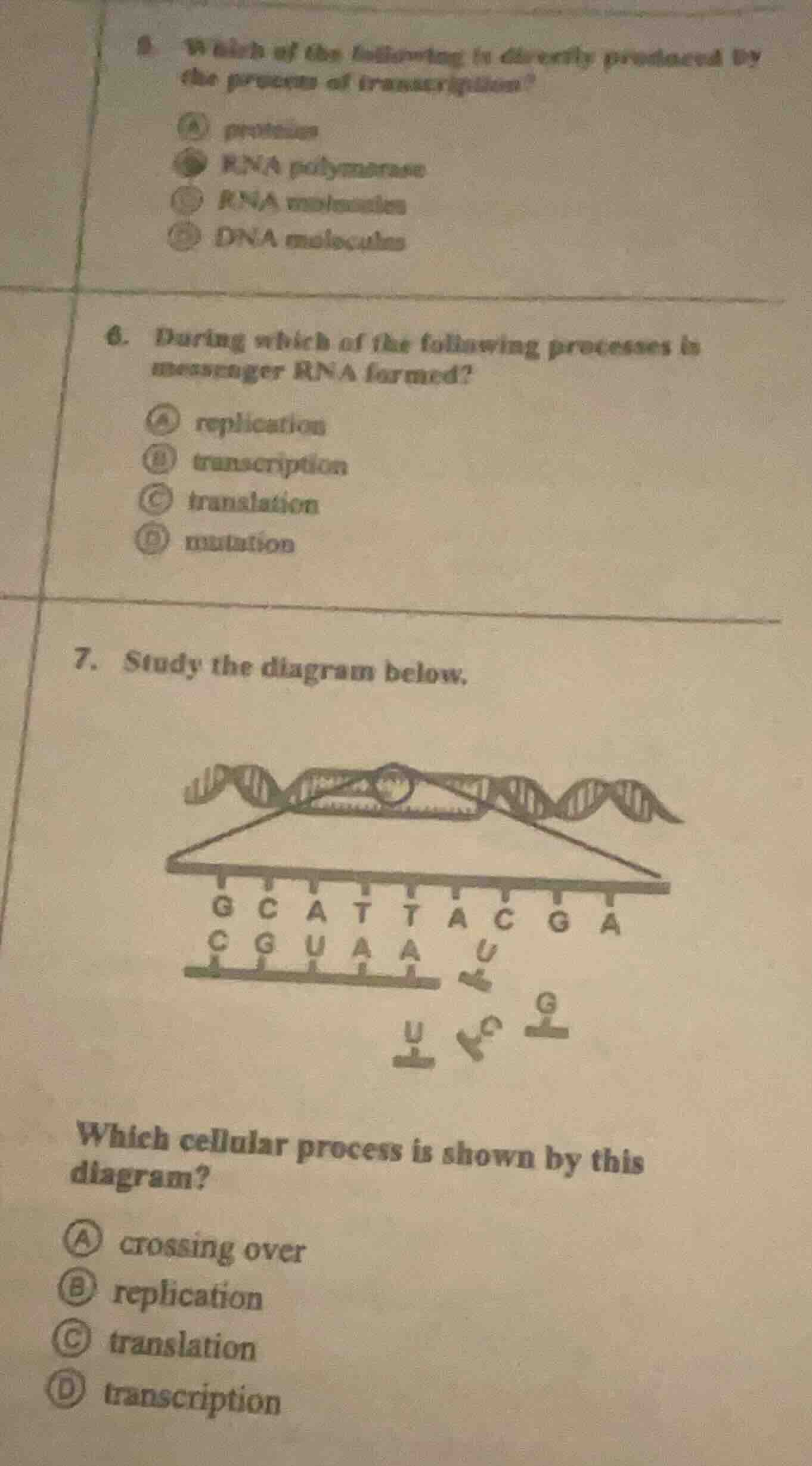 5. which of the following is directly produced by the process of transc…