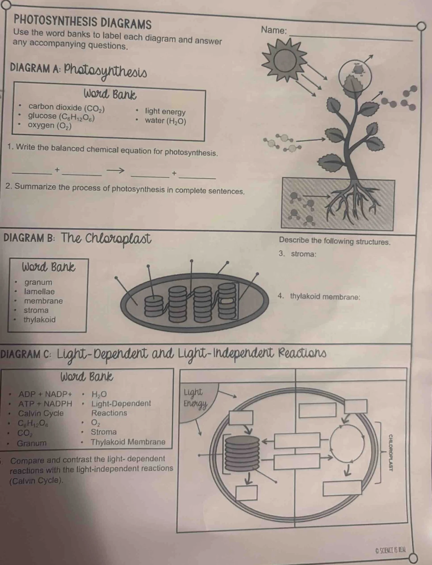 photosynthesis diagrams use the word banks to label each diagram and an…