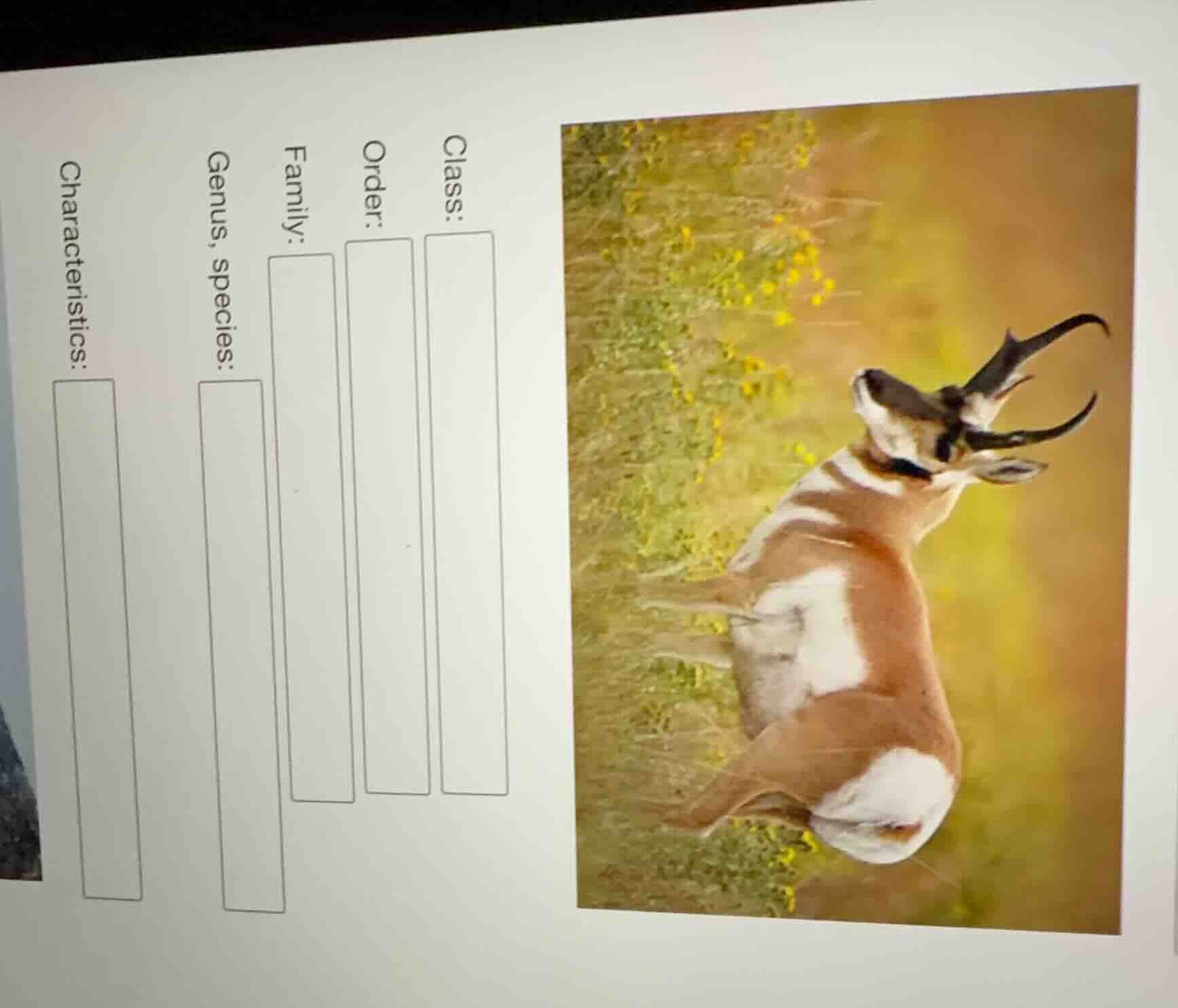 class: _______order: _______family: _______genus, species: _______chara…