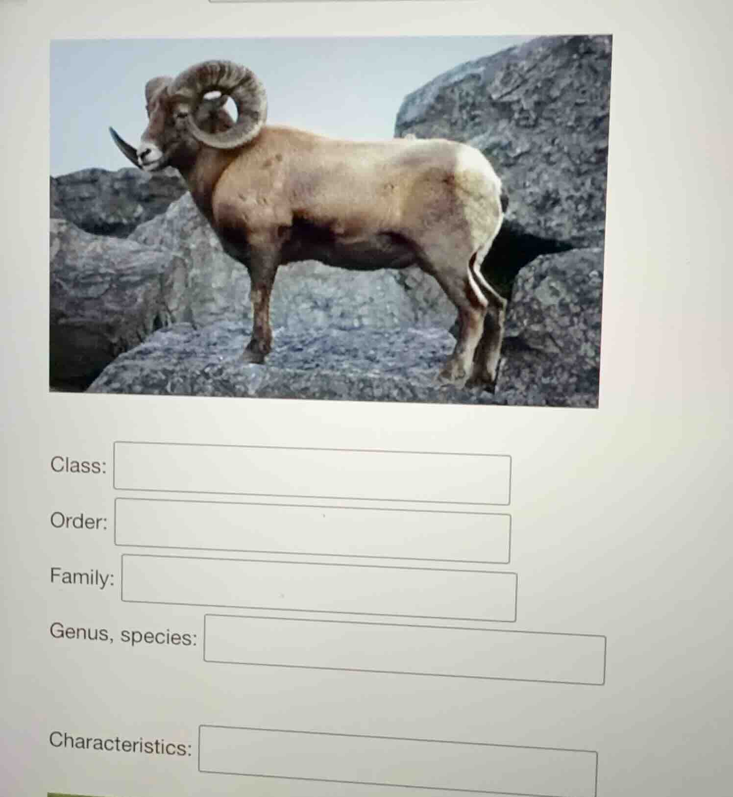 class:order:family:genus, species:characteristics: