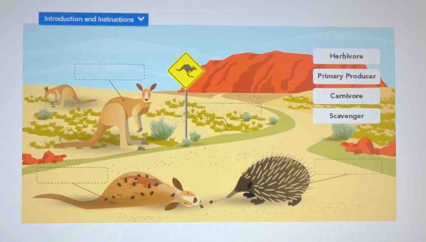 introduction and instructions herbivore primary producer carnivore scav…