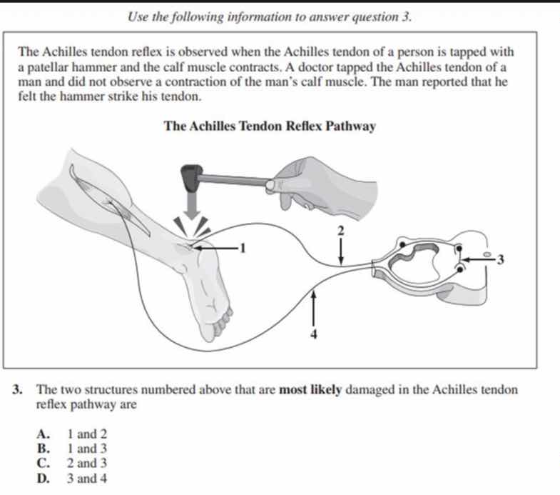 use the following information to answer question 3. the achilles tendon…