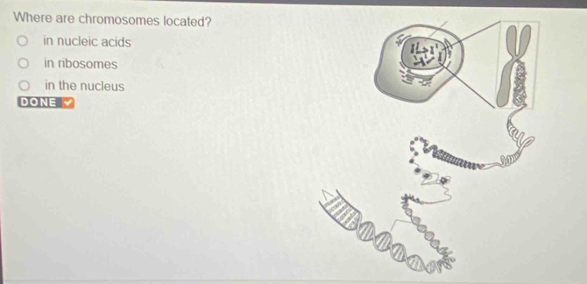 where are chromosomes located?○ in nucleic acids○ in ribosomes○ in the …