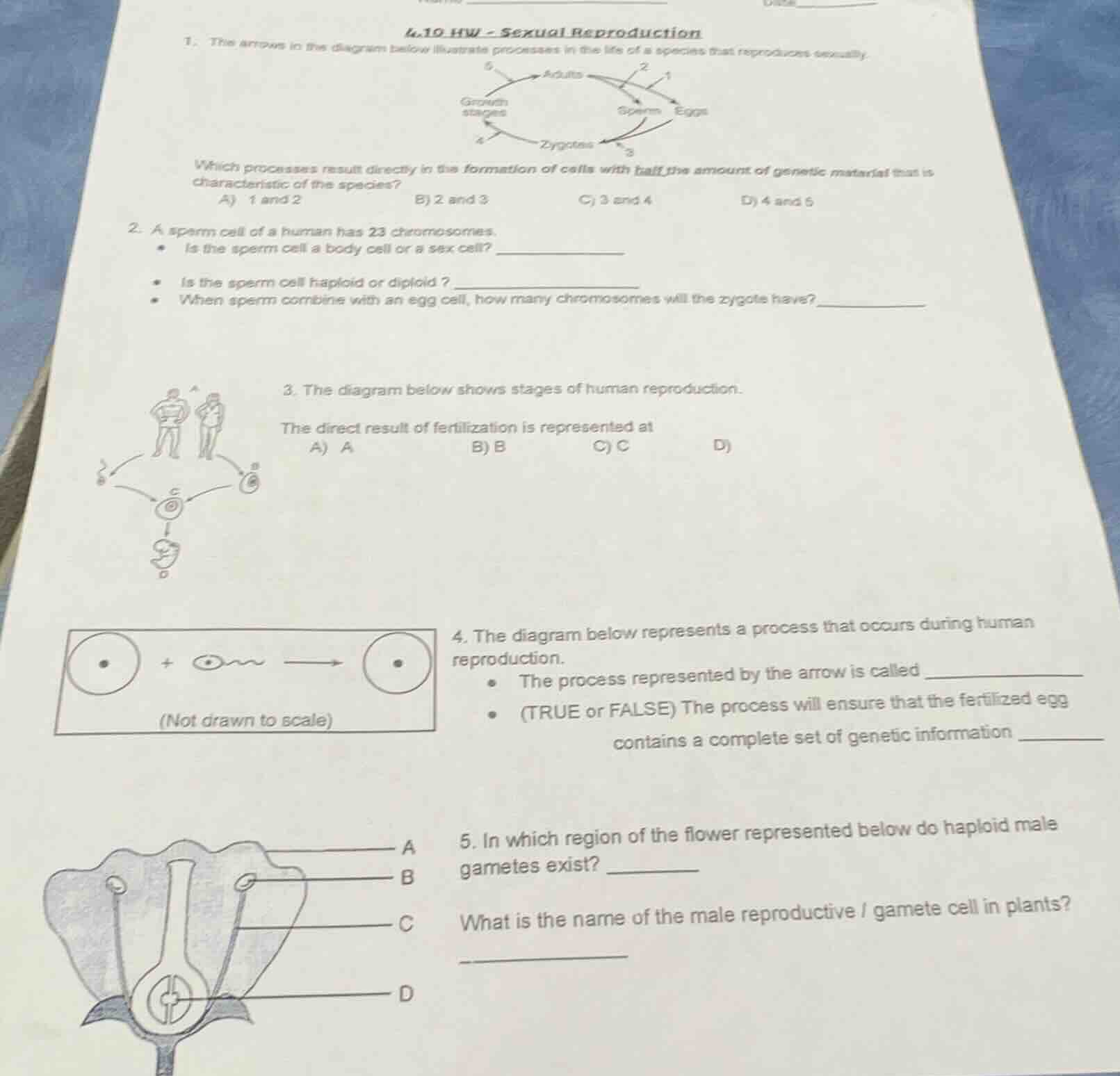 4.10 hw - sexual reproduction1. the arrows in the diagram below illustr…