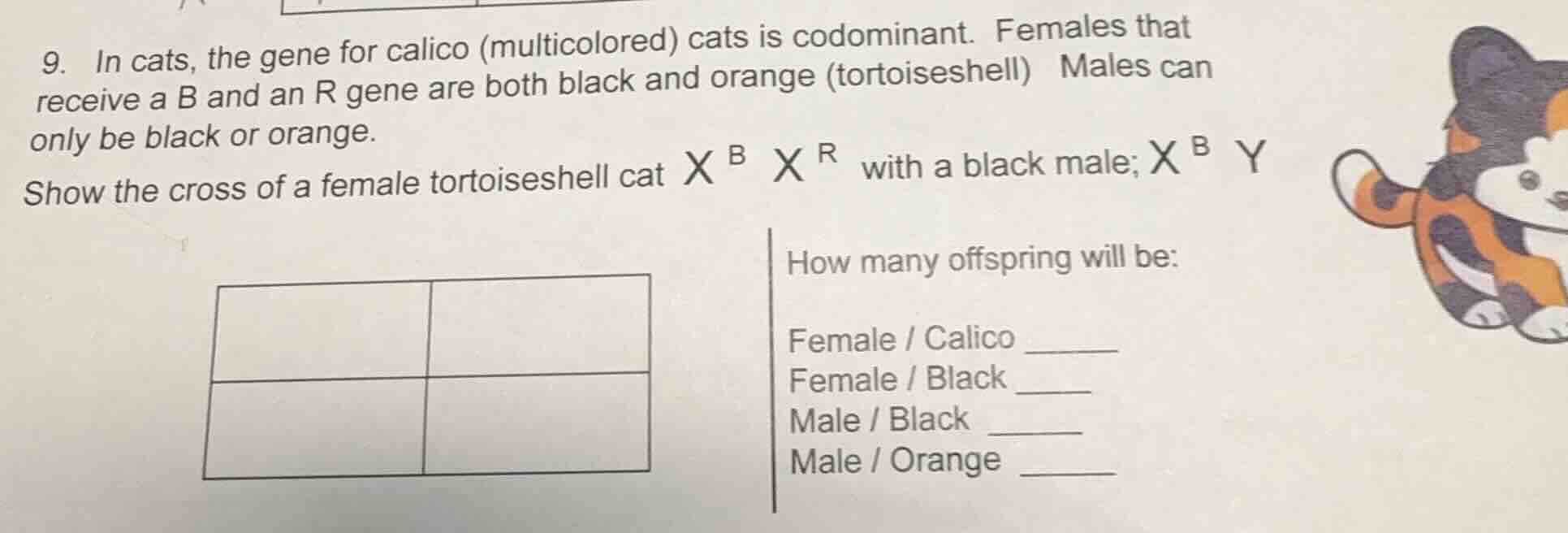9. in cats, the gene for calico (multicolored) cats is codominant. fema…