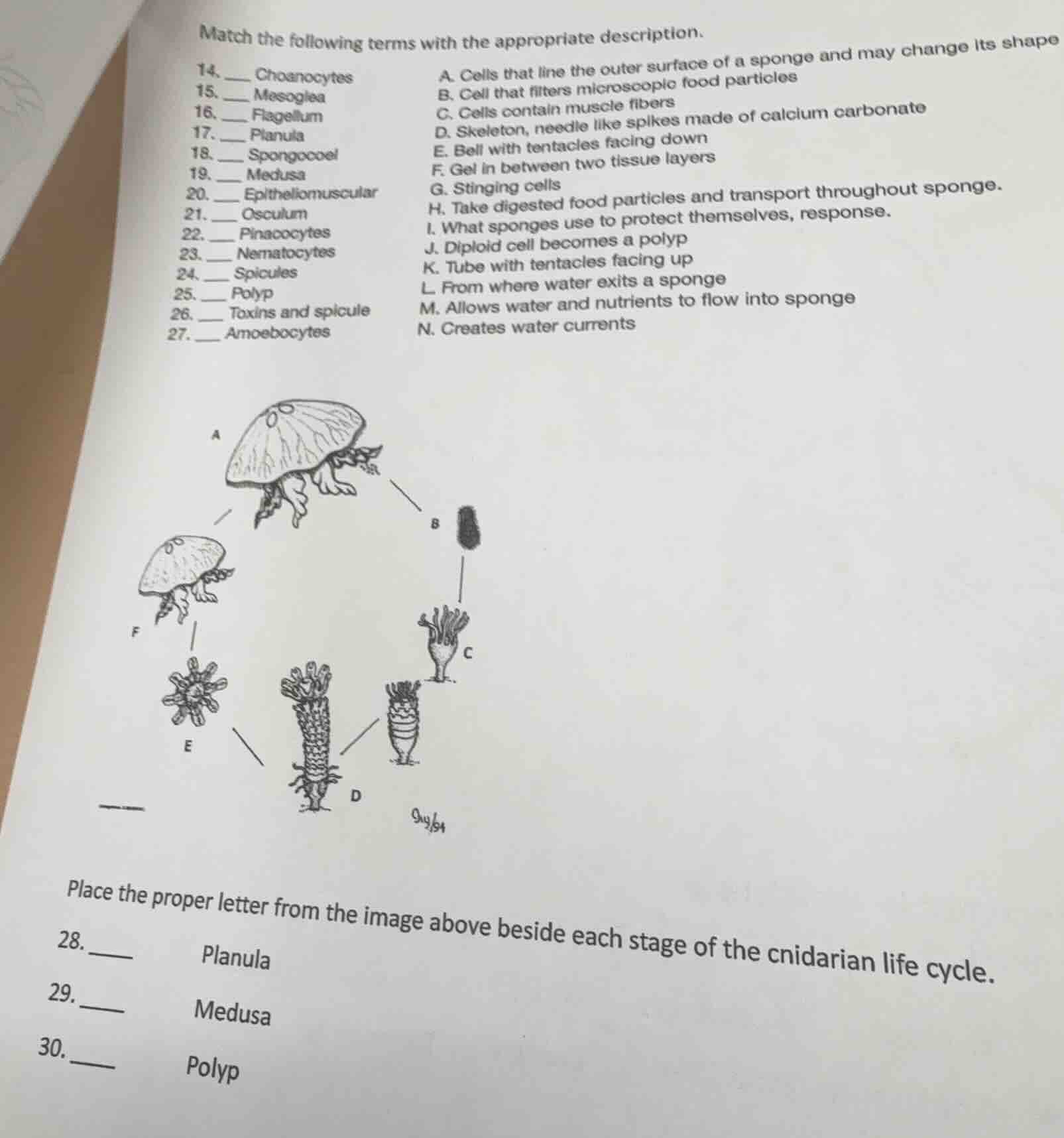 match the following terms with the appropriate description. 14. ___ cho…