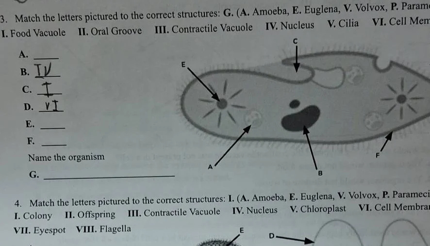 3. match the letters pictured to the correct structures: g. (a. amoeba,…