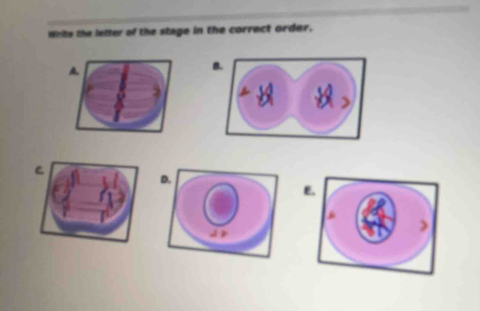 write the letter of the stage in the correct order.