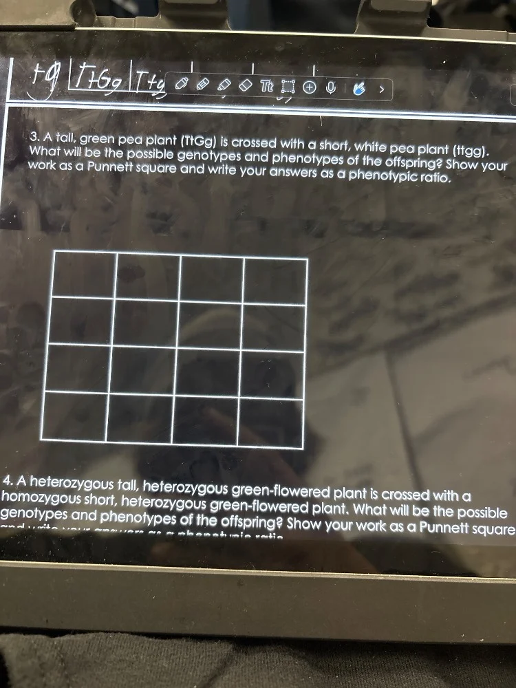 3. a tall, green pea plant (ttgg) is crossed with a short, white pea pl…