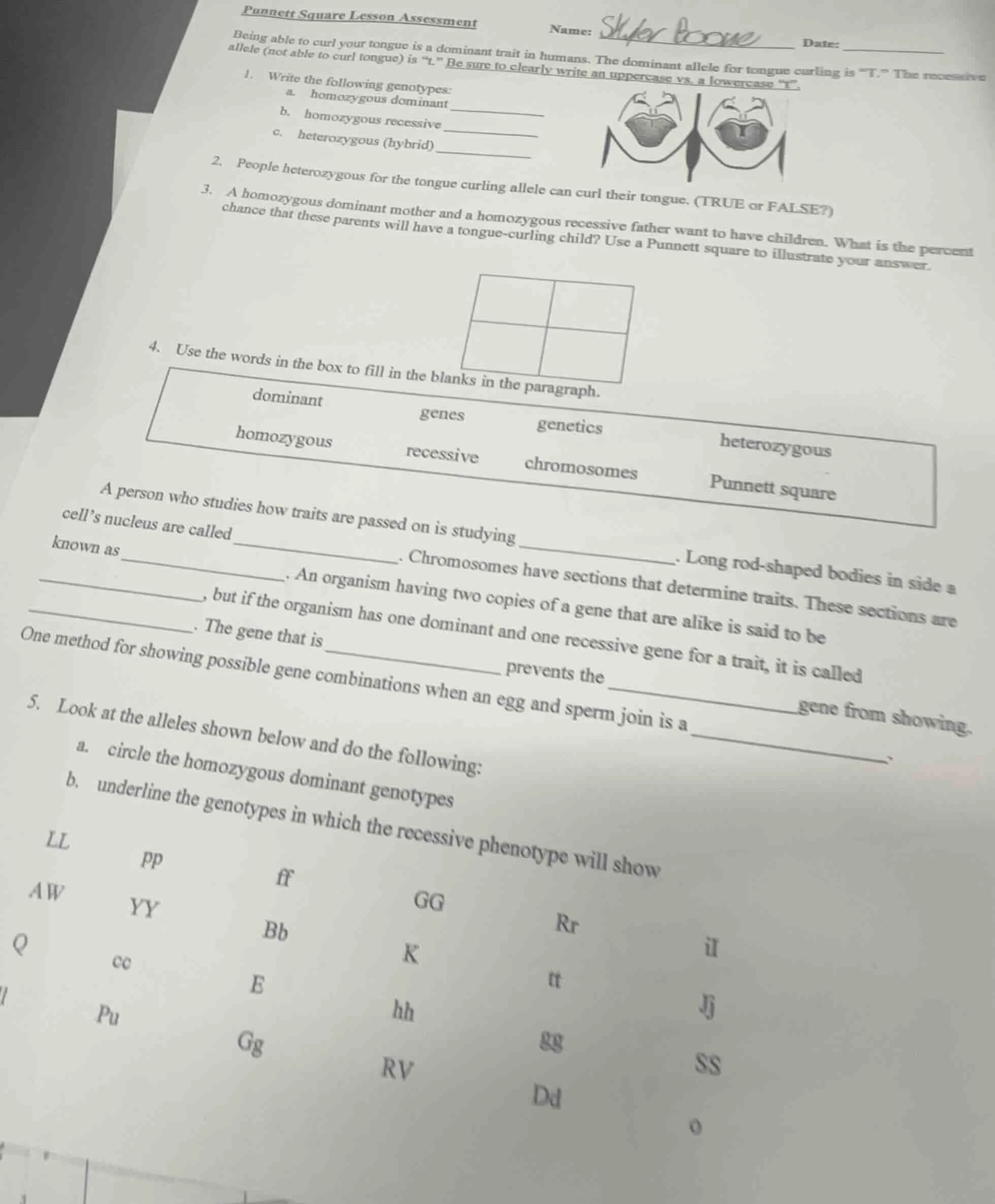 punnett square lesson assessmentname: skyler boonedate:being able to cu…